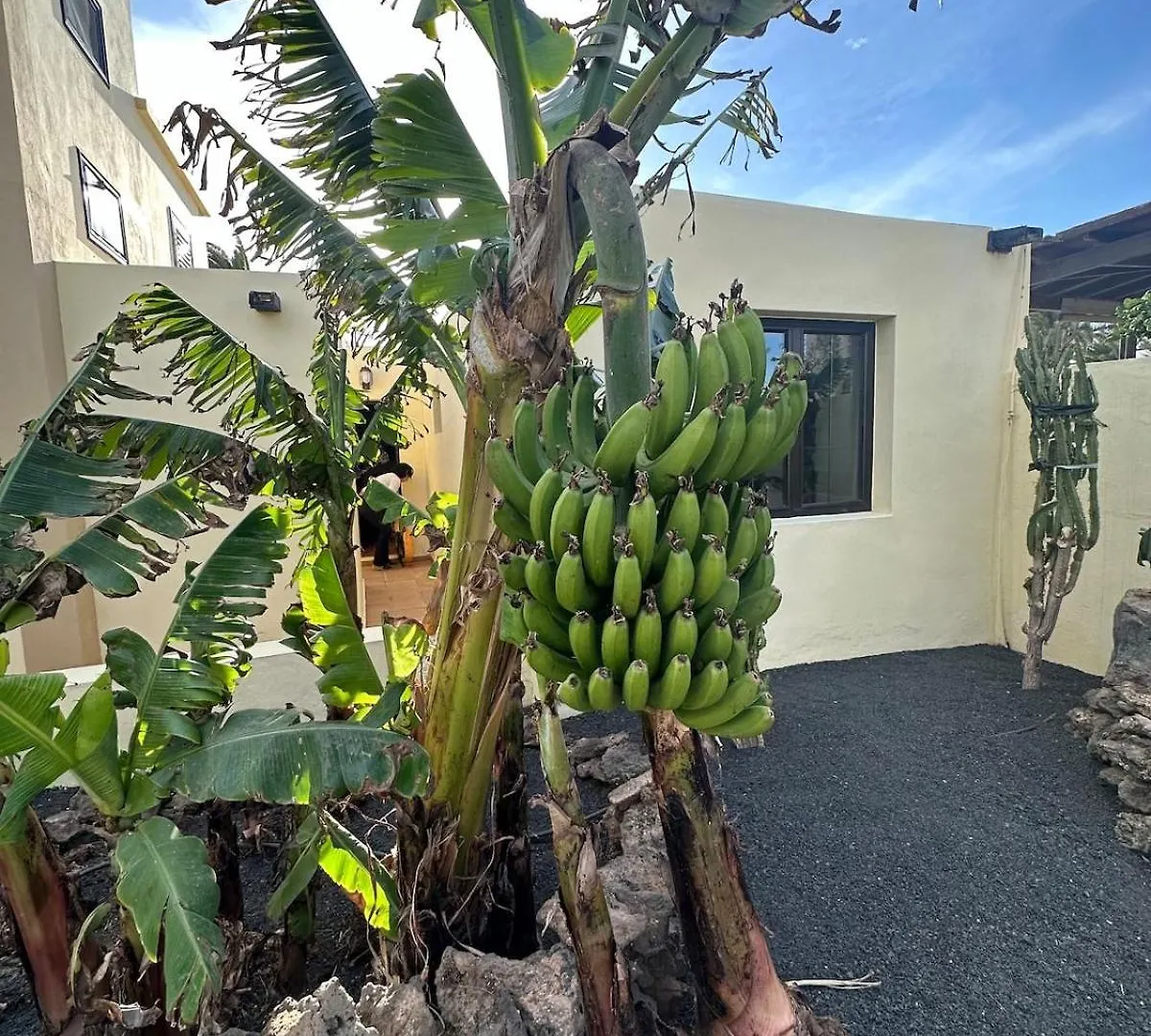 Cozy Canarian Guesthouse With Large Garden Teguise  0*, Teguise (Lanzarote)
